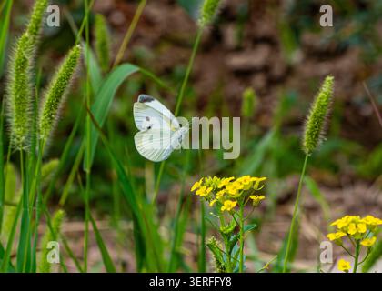 Un papillon blanc plane au-dessus d'une fleur jaune vif sur un fond vert luxuriant. Le bokeh doux met en évidence la légèreté du vol, la beauté naturelle, Banque D'Images