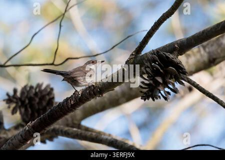 Paruline subalpine perchée sur une branche de pin dans la forêt près du réservoir Beniarres, Espagne Banque D'Images