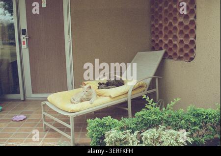 photographie de film 35 mm de deux chats — un tabby crème, un tabby gris — enroulés ensemble sur un transat rembourré sur le patio ombragé d'un hôtel ou d'un complexe hôtelier. Banque D'Images