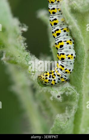 Caterplillar de mollène, Cucullia verbasci, manger grand molène, Verbascum thapsus, dans un jardin respectueux de la faune sur une plante sauvage, Royaume-Uni, juin Banque D'Images