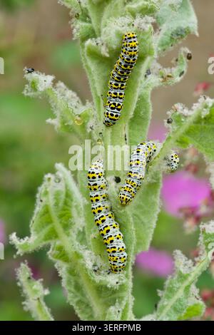 Caterplillars de mollène, Cucullia verbasci, trois épis de fleurs mangeuses de Great Mullein, Verbascum thapsus, jardin respectueux de la faune sur plante sauvage Banque D'Images