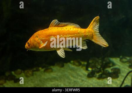 Le poisson koi orange vif nage dans l'eau claire d'un aquarium Banque D'Images