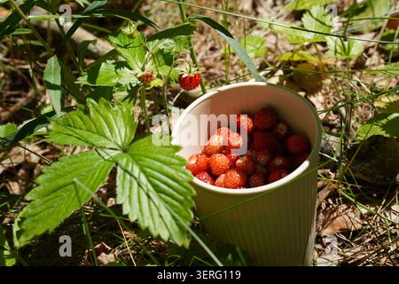 Un cliché en gros plan baigné de soleil de fraises des bois fraîchement cueillies posées dans une tasse à côté de feuilles de fraise naturelles sur le sol de la forêt par une journée lumineuse Banque D'Images