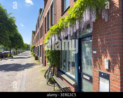 La wisteria violette recouvre des maisons en briques rouges dans une rue pavée tranquille à Delfshaven, Rotterdam, pays-Bas. Vélos, arbres et journée de printemps ensoleillée. Banque D'Images