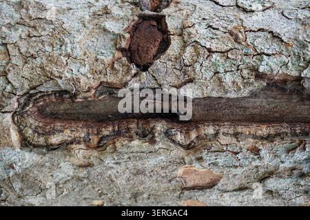 Texture naturelle abstraite de l'écorce d'arbre blessée avec processus de guérison des cicatrices Banque D'Images