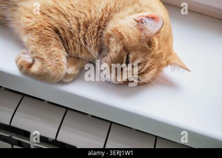 Chat tabby au gingembre dormant confortablement sur le rebord de la fenêtre blanche au-dessus du radiateur Banque D'Images
