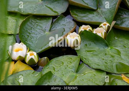 Les nénuphars européens (Nymphaea alba) fleurissent parmi les nénuphars mouchetés par la pluie sur un étang tranquille, créant une scène de nature aquatique sereine. Banque D'Images