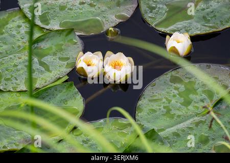 Les nénuphars européens (Nymphaea alba) fleurissent parmi les nénuphars mouchetés par la pluie sur un étang tranquille, créant une scène de nature aquatique sereine. Banque D'Images