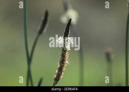 Vitorino das Donas, Portugal - 26 mars 2026 : plantain à feuilles étroites, Plantago lanceolata L. fleurissant avec des épis floraux minces et des fleurs blanches Banque D'Images