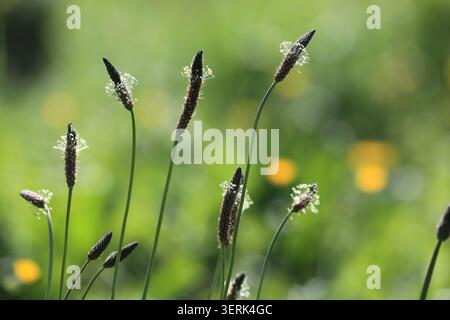 Vitorino das Donas, Portugal - 26 mars 2026 : plantain à feuilles étroites, Plantago lanceolata L. fleurissant avec des épis floraux minces et des fleurs blanches Banque D'Images