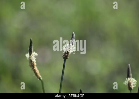 Vitorino das Donas, Portugal - 26 mars 2026 : plantain à feuilles étroites, Plantago lanceolata L. fleurissant avec des épis floraux minces et des fleurs blanches Banque D'Images
