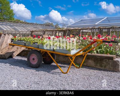 Plateaux de fleurs sur un chariot dans une pépinière de serre avec des tulipes et un ciel bleu vif Banque D'Images