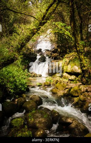 Paysage forestier verdoyant avec une chute d'eau en cascade sur des roches moussues dans un ruisseau qui coule Banque D'Images