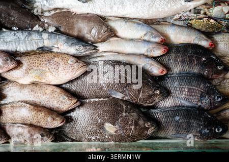 Assortiment de poissons frais, de crevettes et de fruits de mer exposés sur de la glace pilée dans un étal de marché, montrant des ingrédients de fruits de mer crus prêts à la vente. Banque D'Images