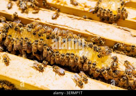 Les abeilles sont occupées à ramasser le nectar formant des nids d'abeilles à l'intérieur de la ruche au printemps. Banque D'Images
