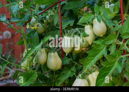 Les tomates Roma vertes poussent sur la vigne Banque D'Images