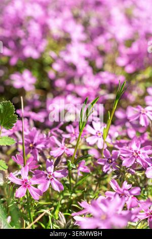 Délicates fleurs de phlox rose recouvrant le sol, créant un tapis naturel vibrant dans une lumière printanière brillante. Fond floral naturel Banque D'Images