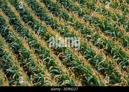 Vue aérienne de plantes de maïs vertes luxuriantes en pleine pompon remplissent un vaste champ en rangées diagonales pendant le pic de la saison de croissance estivale. Banque D'Images