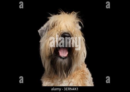 Soft Coated Wheaten Terrier gros plan portrait frontal avec bouche ouverte et langue sur fond noir, plan studio Banque D'Images