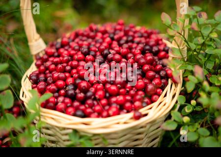 Canneberges dans un panier naturel entouré de verdure forestière mettant en valeur l'essence biologique et fraîche de la récolte des baies dans la nature. Banque D'Images