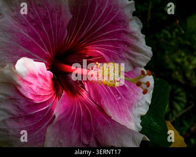Portrait naturel de plante à floraison presque macro de Hibiscus « Rosa Sinensis » -Tahitian Voltage Bloom. intrigante, absorbante, abstraite, imaginaire, audacieuse Banque D'Images