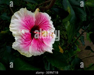 Portrait naturel de plante à floraison presque macro de Hibiscus « Rosa Sinensis » -Tahitian Voltage Bloom. intrigante, absorbante, abstraite, imaginaire, audacieuse Banque D'Images
