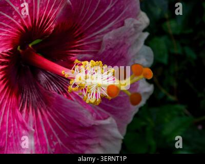 Portrait naturel de plante à floraison presque macro de Hibiscus « Rosa Sinensis » -Tahitian Voltage Bloom. intrigante, absorbante, abstraite, imaginaire, audacieuse Banque D'Images