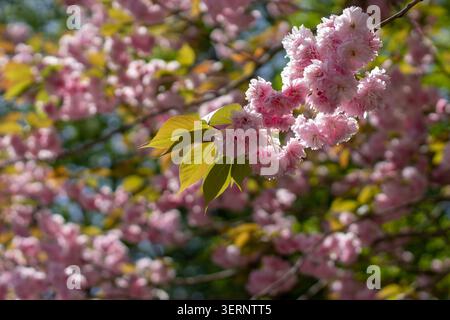 Branche de Sakura avec des fleurs doubles roses douces et des feuilles vert clair translucides placées sur un fond flou d'arbres en fleurs, créant une délicatesse Banque D'Images