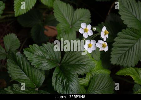 Macro horizontale de fraise sauvage en fleurs avec pétales blancs brillants et pistils jaunes sur feuilles vertes. Idéal pour la recherche de blogs, photog rustique Banque D'Images