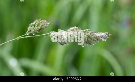 Gouttes de pluie sur herbe verte - Fresh nature Macro avec des gouttelettes d'eau. Photo de haute qualité Banque D'Images