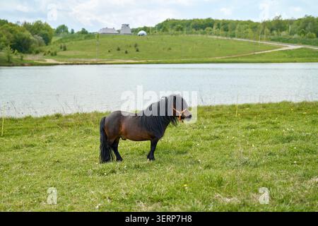 Un poney Shetland brun dans une clairière près de l'étang. Banque D'Images