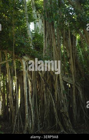 Arbre de banian dense avec des racines aériennes complexes Banque D'Images