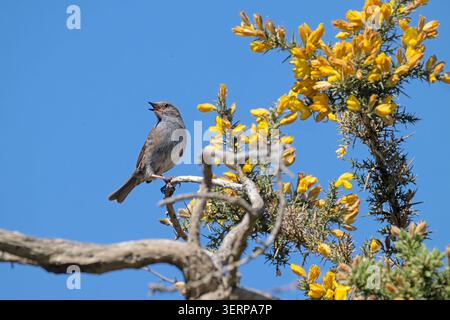 Dunnock chantant depuis un buisson de genêt RSPB Minsmere Suffolk Banque D'Images