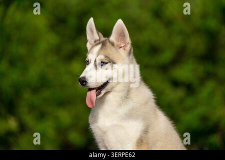 Portrait rapproché d'un chiot Husky sibérien aux yeux bleus en extérieur Banque D'Images