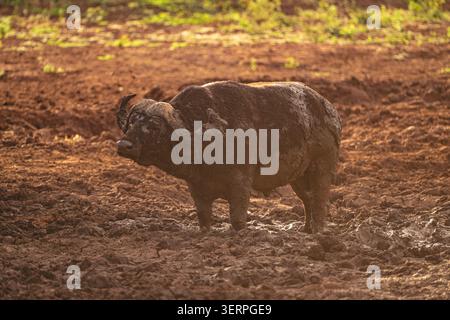 Cape Buffalo se dresse contre-jour dans un trou d'eau boueux Banque D'Images