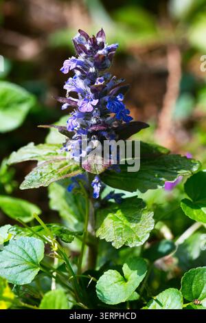 Kriechender Günsel (Ajuga reptans) Banque D'Images