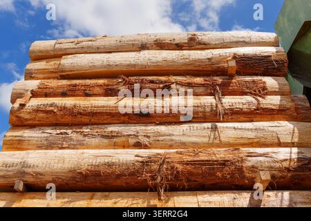 Les grumes de bois brut fraîchement récoltées s'empilent à l'extérieur sous un ciel bleu dans une scierie industrielle en Allemagne. Banque D'Images