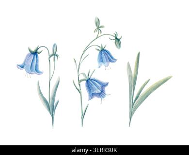 Chellflower dessiné à la main à l'aquarelle et feuilles collection isolée. Fleurs de prairie bleues dans des tons pastel doux. Illustration botanique Banque D'Images