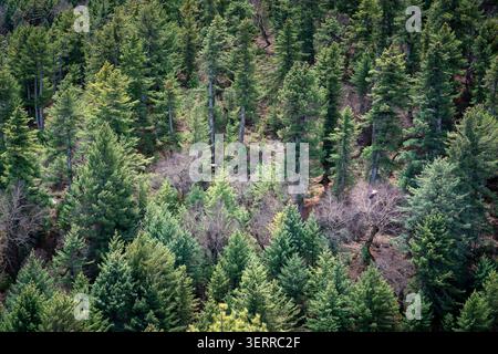 Forêt dense de conifères de l'Himalaya sur l'Annapurna Circuit couvrant les pentes montagneuses dans l'Himalaya népalais Banque D'Images