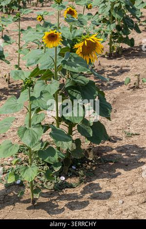 Les tournesols se tiennent hauts dans un champ sec fissuré à la fin de l'été. Leurs pétales jaune vif captent la lumière du soleil entourés de feuilles vertes. Banque D'Images