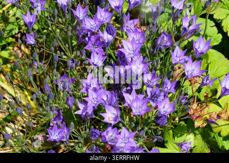 Grappe de fleurs violettes en forme d'étoile et de bourgeons de Triteleia Laxa ou Triplet Lily, fleurissant dans un cadre de jardin, Cornwall, Royaume-Uni Banque D'Images