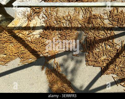 Gros plan de bourgeons de bouleau tombés et d'écailles de catkin dispersées sur la surface de béton projetant des ombres dans la lumière du soleil Banque D'Images
