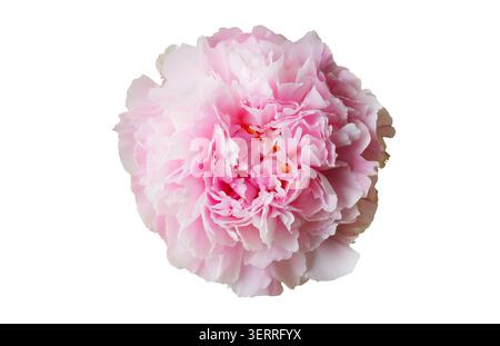 Tête de fleur de pivoine rose unique isolée sur un fond blanc pur, vue de dessus macro studio de pétales volants en pleine floraison. Banque D'Images