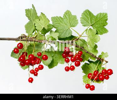 Une grande branche de groseille rouge sur un fond gris. Une branche de groseille avec des feuilles et des baies mûres. Banque D'Images
