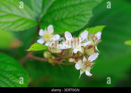 Fleurs de Rubus hirtus mûre Banque D'Images