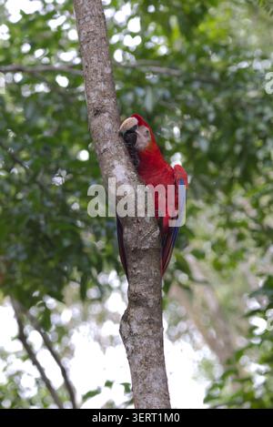 Un aras écarlate (Ara macao) perché sur une branche d'arbre, saisissant le tronc avec son bec, à Copan Ruinas, Honduras. Banque D'Images