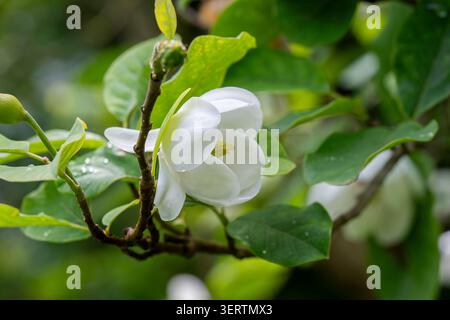Le magnolia de White Siebold (Magnolia sieboldii) fleurit et bourgeon sur une branche feuillue, capturée dans une lumière naturelle douce avec un fond vert luxuriant. Banque D'Images