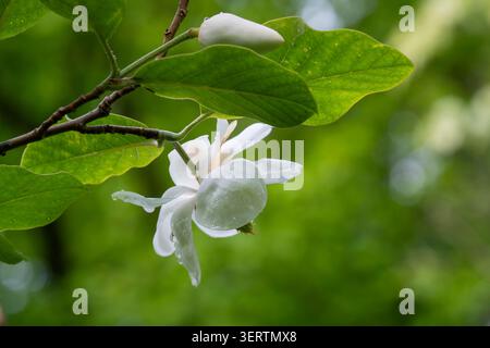 Le magnolia de White Siebold (Magnolia sieboldii) fleurit et bourgeon sur une branche feuillue, capturée dans une lumière naturelle douce avec un fond vert luxuriant. Banque D'Images