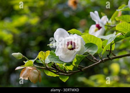 Magnolia de Siebold (Magnolia sieboldii) en fleurs, présentant d'élégants pétales blancs et un centre rouge pourpre saisissant, illuminé par une douce lumière naturelle. Banque D'Images
