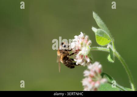 Abeille de miel sur une fleur de trèfle dans un environnement naturel, Beniarres, Espagne Banque D'Images